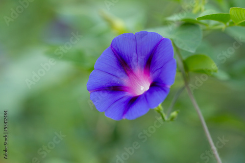Beautiful blue flower on nature