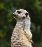 Close up portrait of suricate (meercat)
