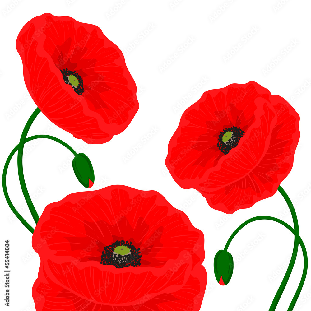 Obraz premium Card with red poppy flowers on a white background
