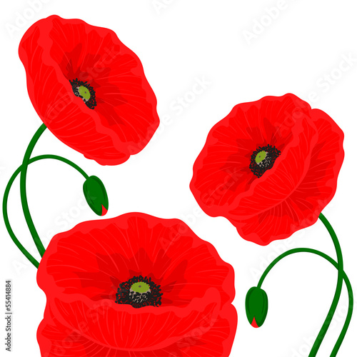 Fototapeta Naklejka Na Ścianę i Meble -  Card with red poppy flowers on a white background