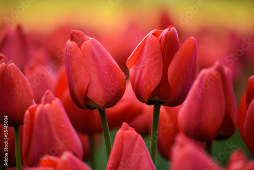 Pair of Tulips