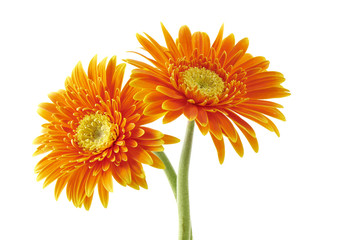 Handdoek met foto Gerbera Gerbera bloem in zachte tinten  © lujing