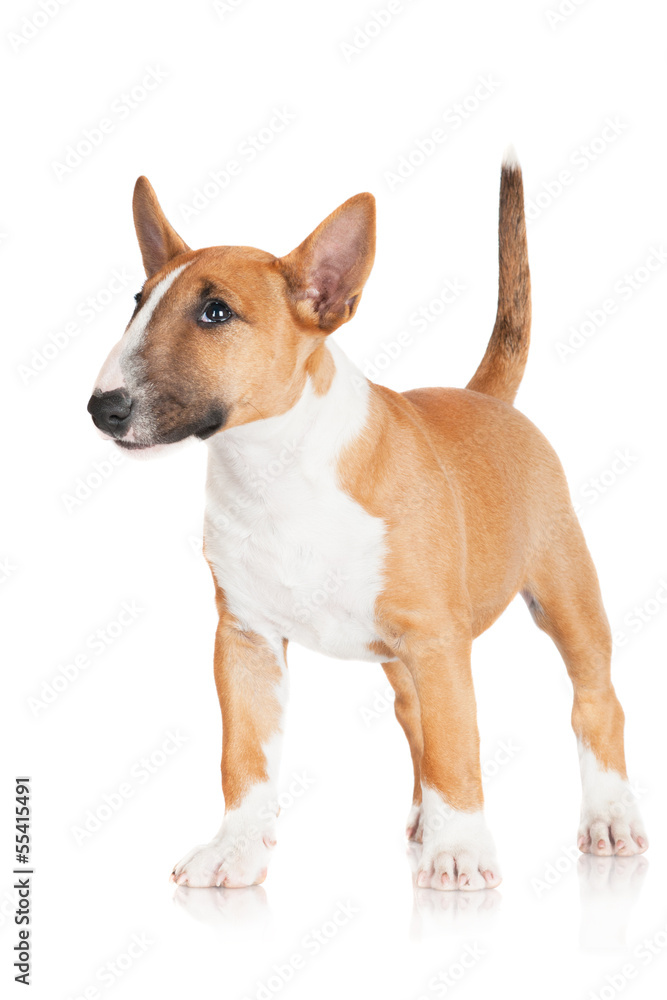 red miniature bull terrier puppy