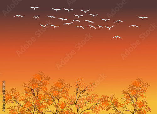 Fototapeta Naklejka Na Ścianę i Meble -  white swans above fall trees