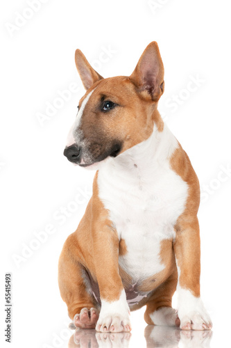 miniature bull terrier puppy