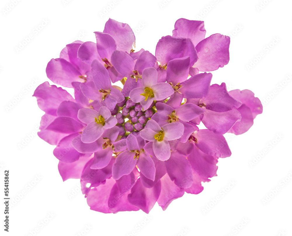 purple color small flowers isolated on white