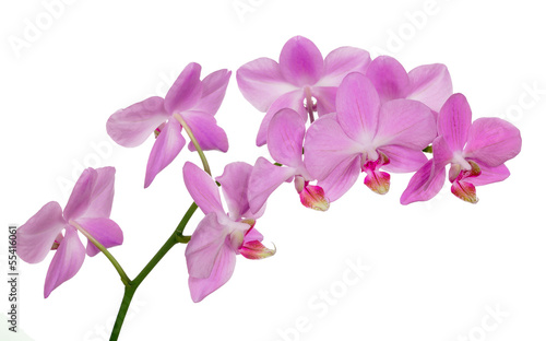 Fototapeta Naklejka Na Ścianę i Meble -  many light pink orchids isolated on white