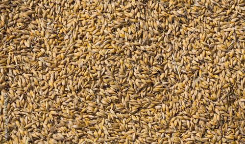 gold wheat corn background