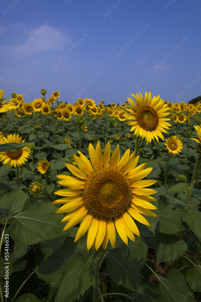 Fototapeta premium Sunflower148