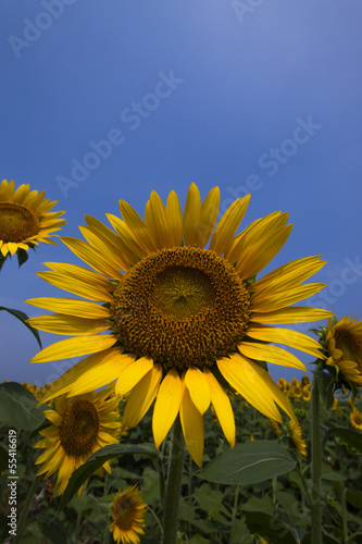 Sunflower141