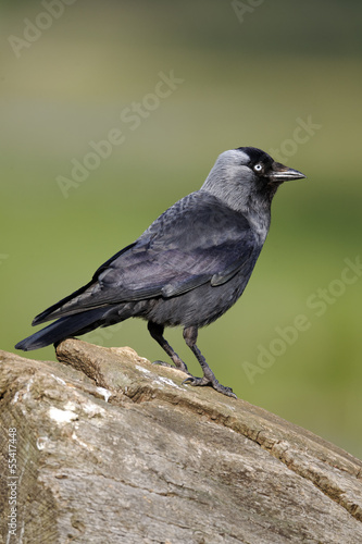 Jackdaw, Corvus monedula © Erni