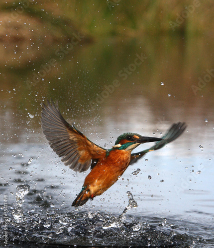 Kingfisher, Alcedo atthis © Erni