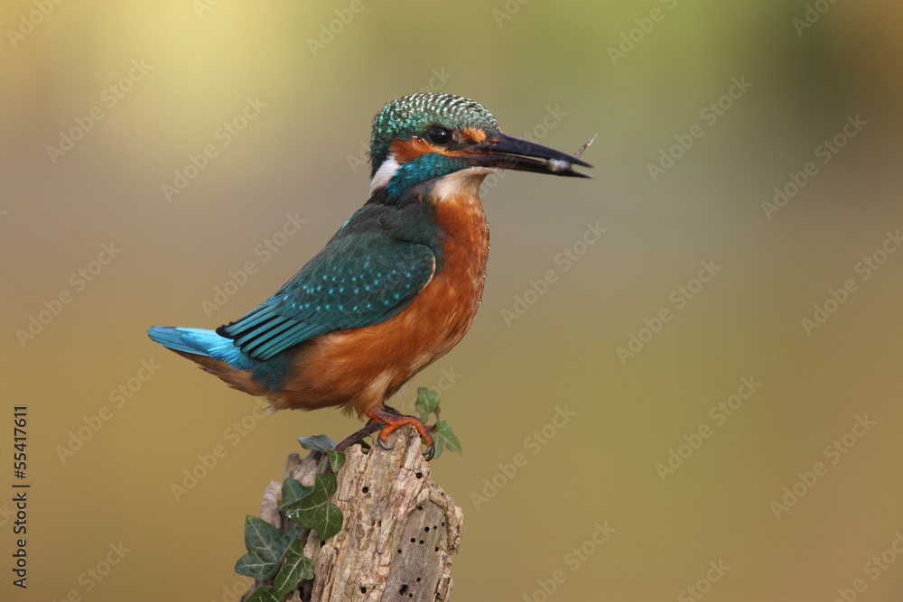 Fototapeta premium Kingfisher, Alcedo atthis