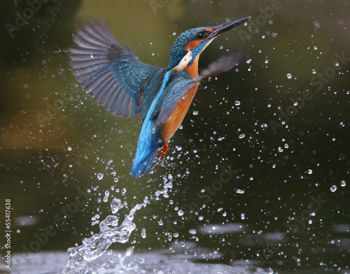 Fotografia, Obraz Kingfisher, Alcedo atthis