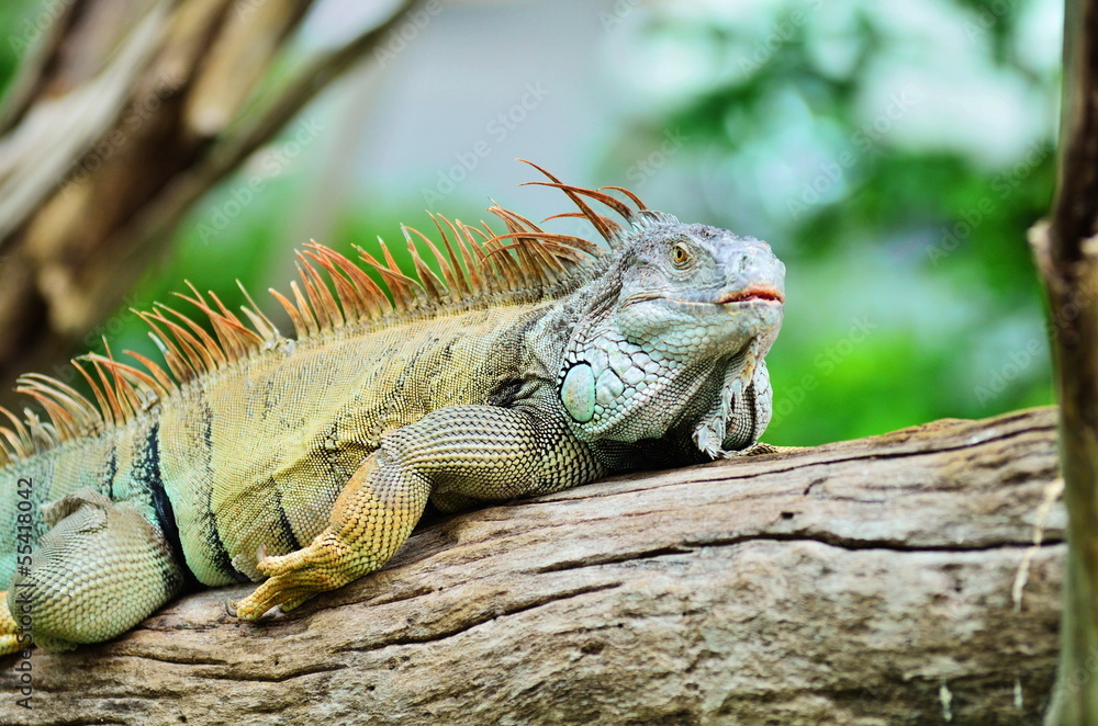 Obraz premium Iguana.