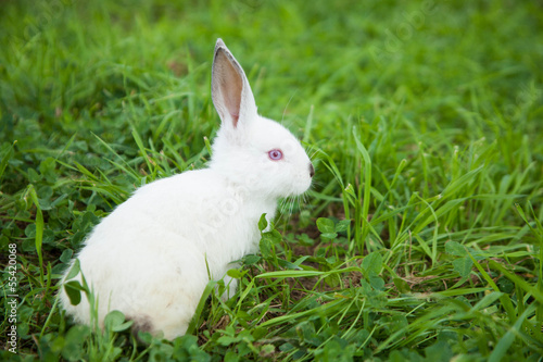 Rabbit on the grass