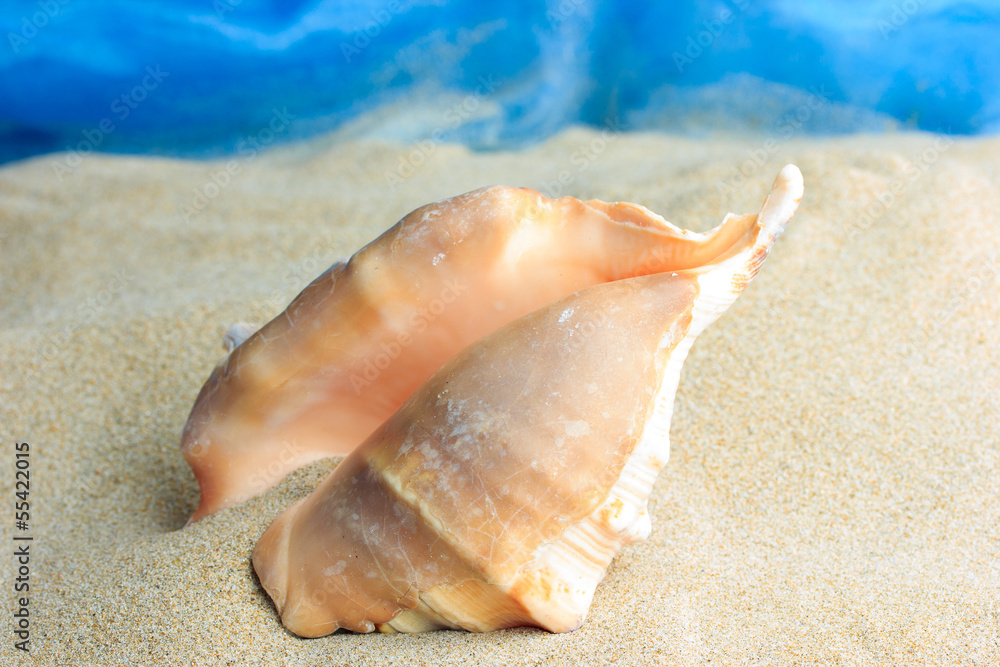 Sea shells on the sand Sea shells on the sand