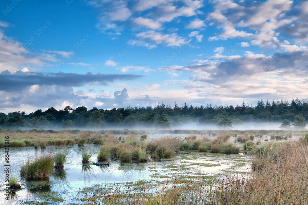 mist over swamp in the morning