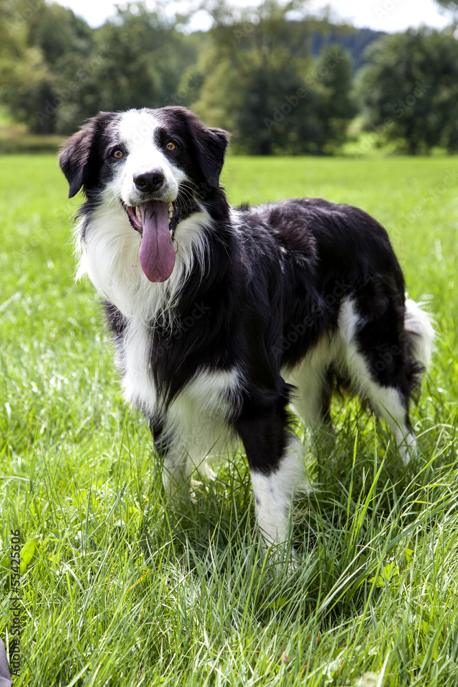 Border Collie in der Natur