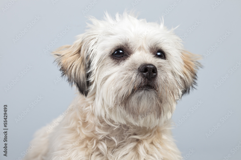 White boomer dog isolated against grey background. Studio portra White boomer dog isolated against grey background. Studio portra