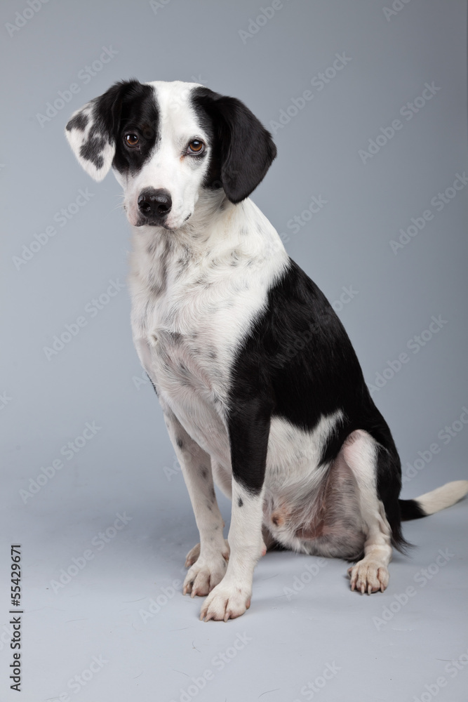 Mixed breed black and white spotted dog isolated against grey ba Mixed breed black and white spotted dog isolated against grey ba