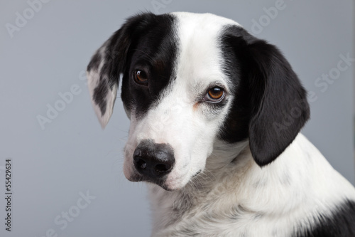 Fényképezés Mixed breed black and white spotted dog isolated against grey ba