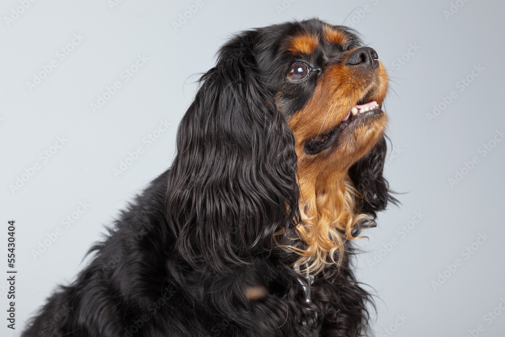 Senior cavalier king charles spaniel black and brown isolated ag