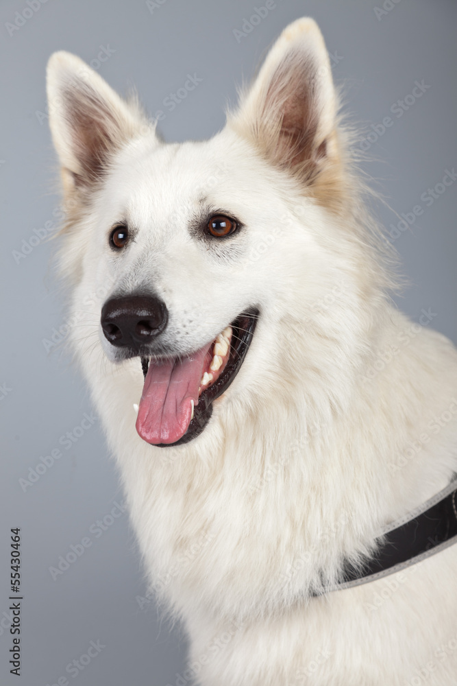 Young white swiss shepherd dog isolated against grey background.