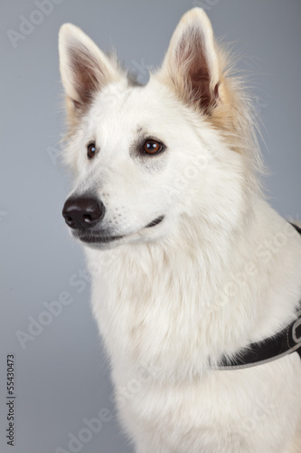 Young white swiss shepherd dog isolated against grey background.