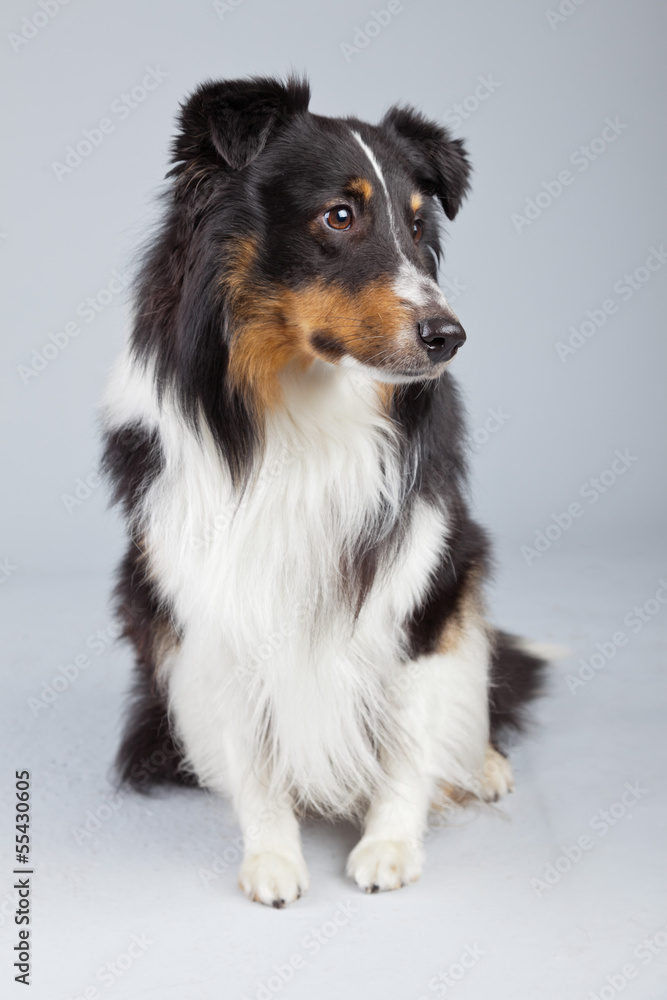 Border collie dog black brown and white isolated against grey ba Border collie dog black brown and white isolated against grey ba