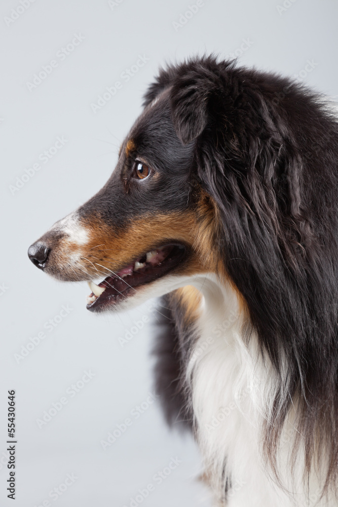 Fototapeta premium Border collie dog black brown and white isolated against grey ba