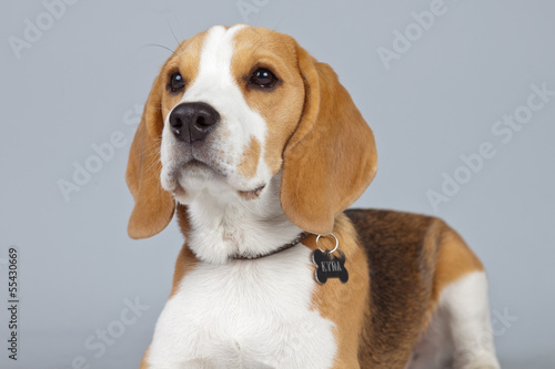 Adorable puppy beagle dog isolated against grey background. Stud