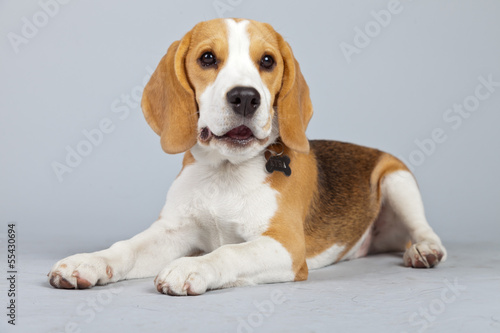 Fototapeta Naklejka Na Ścianę i Meble -  Adorable puppy beagle dog isolated against grey background. Stud