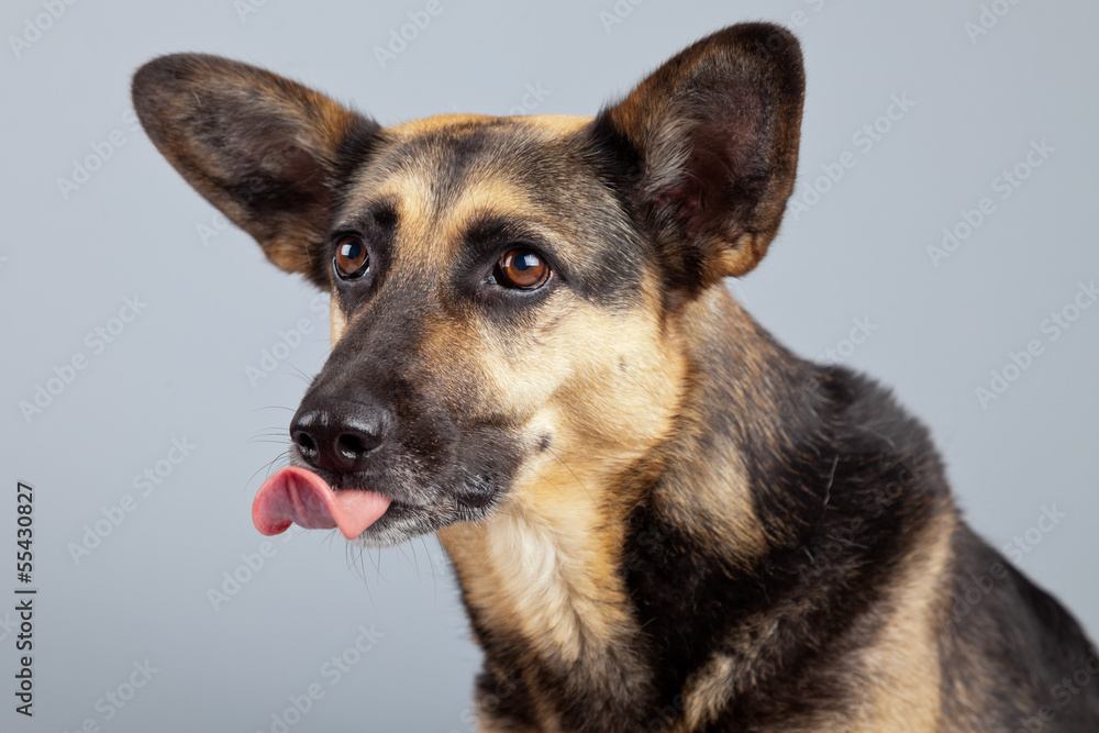 Funny mixed breed shepherd dog with big ears isolated against gr Funny mixed breed shepherd dog with big ears isolated against gr