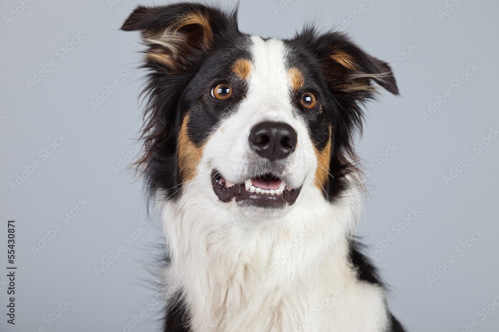 Border collie dog black brown and white isolated against grey ba