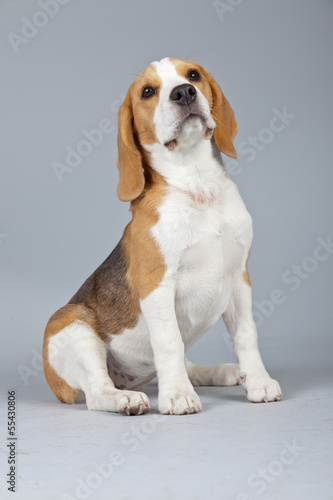 Adorable puppy beagle dog isolated against grey background. Stud © ysbrandcosijn