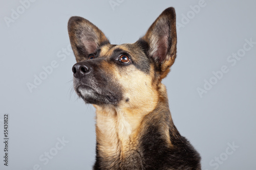 Funny mixed breed shepherd dog with big ears isolated against gr © ysbrandcosijn