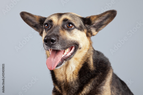 Funny mixed breed shepherd dog with big ears isolated against gr