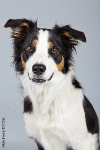 Border collie dog black brown and white isolated against grey ba © ysbrandcosijn