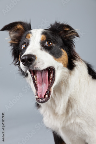 Border collie dog black brown and white isolated against grey ba