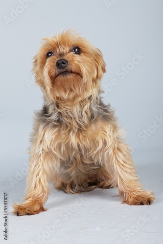 Red norfolk terrier dog isolated against grey background. Studio