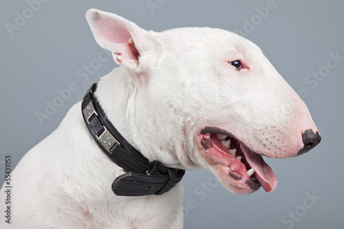 Fotografia Bull terrier dog isolated against grey background. Studio portra