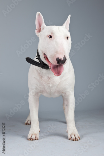 Bull terrier dog isolated against grey background. Studio portra