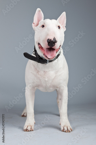 Obraz na plátne Bull terrier dog isolated against grey background. Studio portra