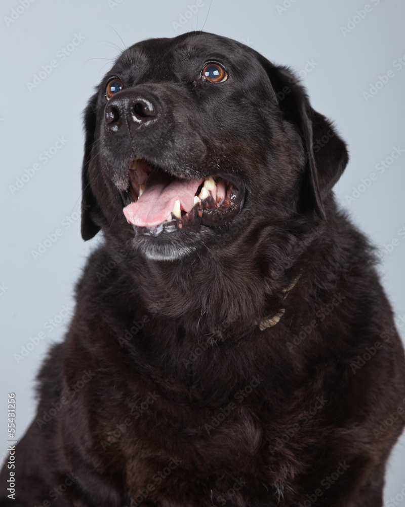 Old black labrador retriever dog isolated against grey backgroun