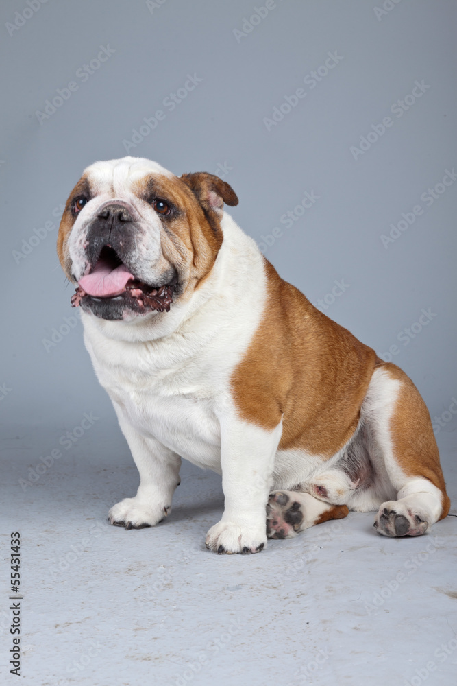 English bulldog white with brown spots isolated against grey bac