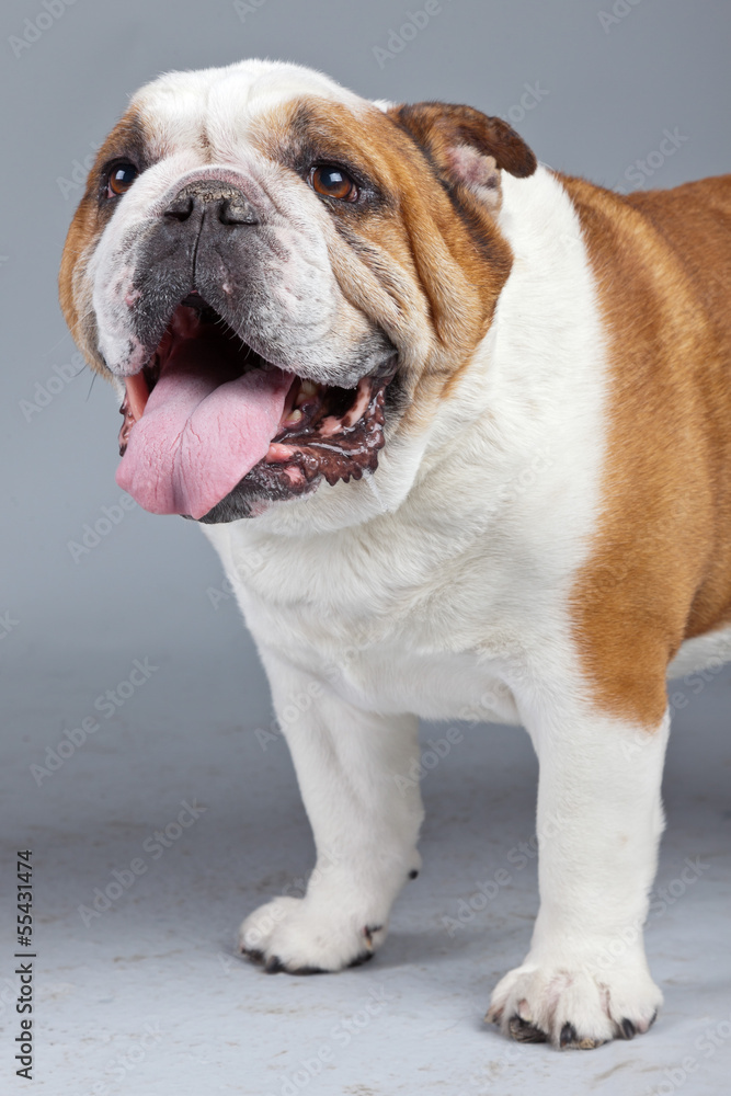 English bulldog white with brown spots isolated against grey bac