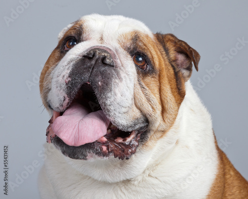 English bulldog white with brown spots isolated against grey bac © ysbrandcosijn