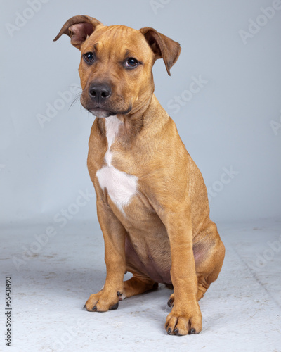 Adorable puppy boxer dog isolated against grey background. Studi