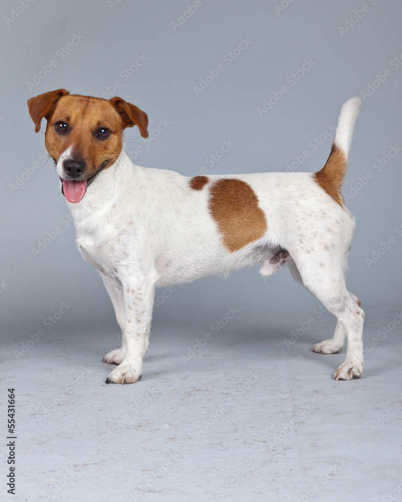 Jack russell terrier dog white with brown spots isolated against